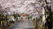 4 Lokasi Menarik Sambil Menikmati Sakura Di Korea. Wajib Kesini, Sih!