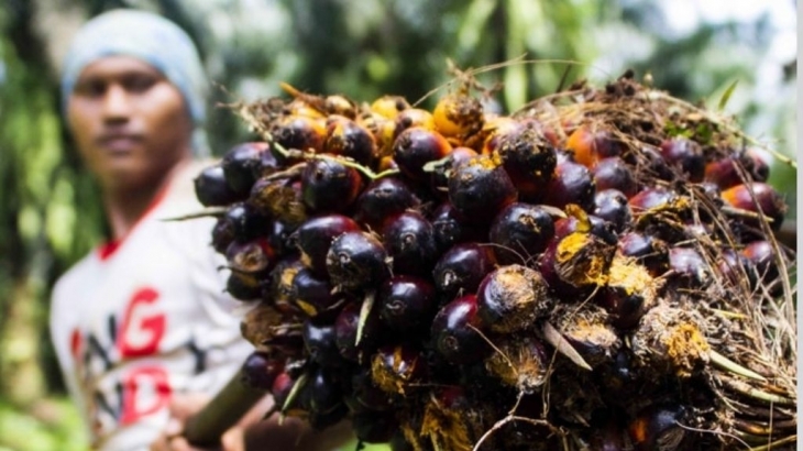 Mengenal Minyak Makan Merah yang Didorong Pemerintah Sebagai Alternatif Minyak Goreng