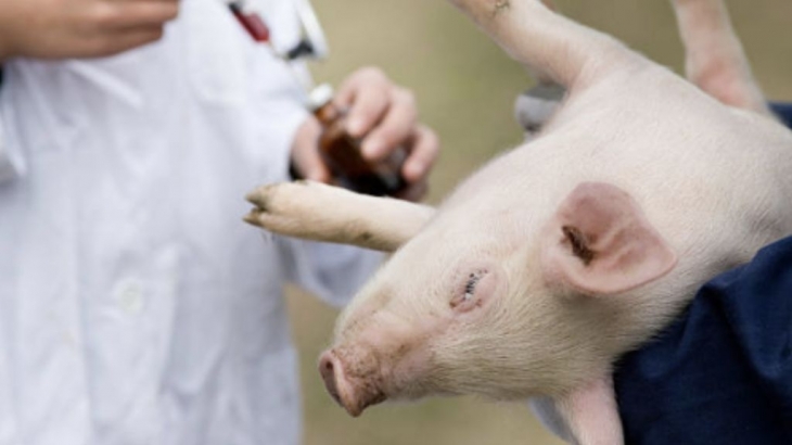 Waspada Mengonsumsi Daging Babi, Demam Babi Afrika telah Masuk ke Indonesia