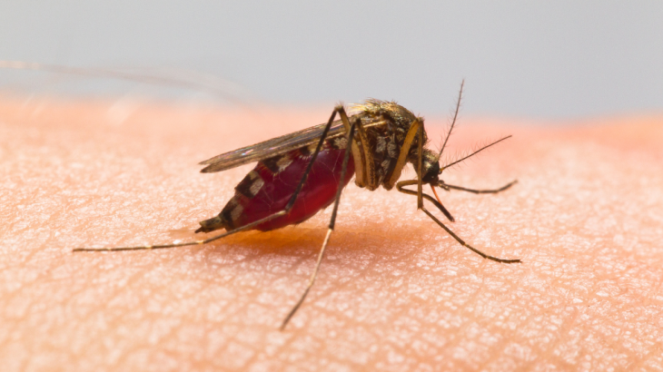 Memasuki Pertengahan 2024 Kasus Demam Berdarah Dengue di Kota Bekasi Menewaskan 20 Jiwa