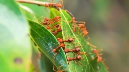 Semut Bisa Deteksi Kanker Pada Manusia, Cari Tahu Penelitiannya Di sini..