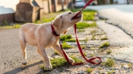 Digigit Anjing Rabies, Lakukan Hal Ini Sebagai Pertolongan Pertama