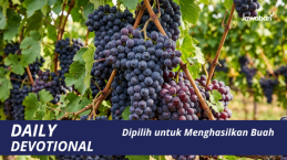 Dipilih untuk Menghasilkan Buah