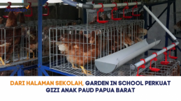 Dari Halaman Sekolah, Garden in School Perkuat Gizi Anak PAUD Papua Barat