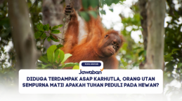 Diduga Terdampak Asap Karhutla, Orang Utan Sempurna Mati! Apakah Tuhan Peduli pada Hewan?