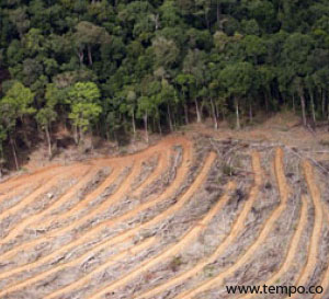 26 Perusahaan Dilaporkan Langgar Izin Eskploitasi Hutan