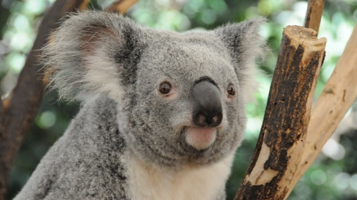 Menghadapi Zona Nyaman, Haruskah kita Menetap Atau Pergi? Yuk Belajar Dari Koala
