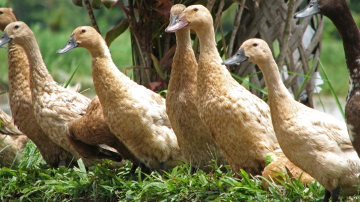 Kamu Yang Sering Kali Mengejar Kesia-siaan, Coba Deh Contoh Cerita Bebek Dan Karet Gelang