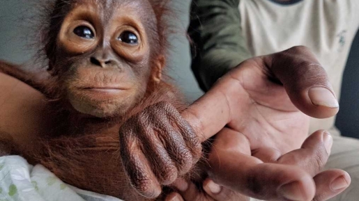 Sedih, Karena Konflik Manusia Dan Satwa, Satu Orangutan Tewas Dengan 7 Peluru