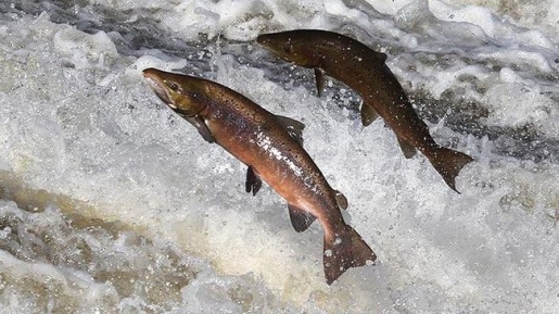 Ikan Salmon, Si Hewan Unik Yang Menghabiskan Hidupnya Untuk Berimigrasi