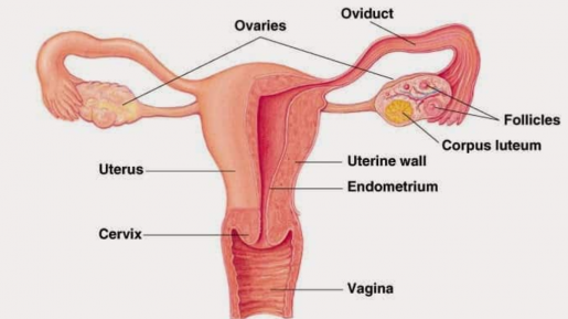 Gak Bisa Terdeteksi Sejak Dini, Kamu Perlu Waspadai Tanda-tanda Kanker Ovarium
