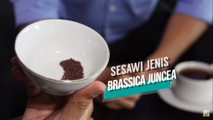 Biji Sesawi: Dari Bumbu Masak Sampai Pencegah Kanker!