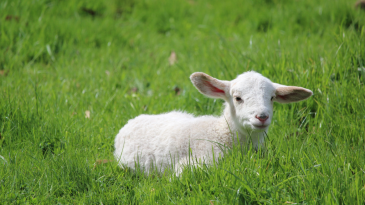 5 Alasan Mengapa Yesus Dipanggil Sebagai “Anak Domba Paskah”