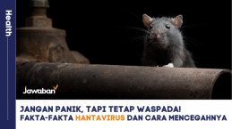 Jangan Panik, Tapi Tetap Waspada! Fakta-fakta Hantavirus dan Cara Mencegahnya