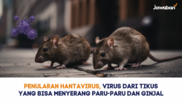 Penularan Hantavirus, Virus dari Tikus yang Bisa Menyerang Paru-paru dan Ginjal