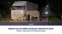 Menyedihkan! Induk Gajah Menyaksikan Anaknya Mati Pada Hari Ibu Internasional