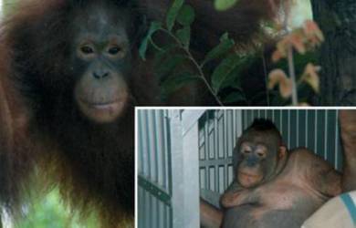 Saat Orangutan Ditaruh di Lokalisasi Bagi Manusia