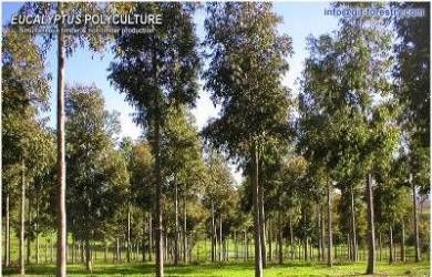 Partikel Emas Ternyata Ada di Pohon Eucalyptus