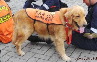 Cerita Anjing Penyelamat Bernama Goldie dan Binggo