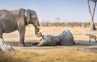 Kisah Gajah dan Arti Setia yang Terkandung di Dalamnya