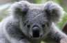 Siswa Jepang Bawa Pup Koala Biar Bisa Lulus Ujian