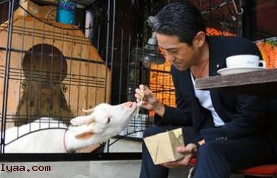 Ajaib, Kambing Jadi Pekerja di Kafe Tokyo