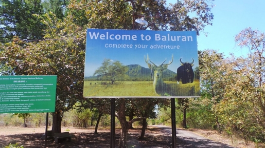 Wisata Unik yang Perlu Anda Tahu di Taman Nasional Baluran