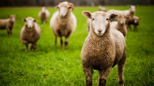 Mengapa Yesus menceritakan perumpamaan tentang domba yang hilang?