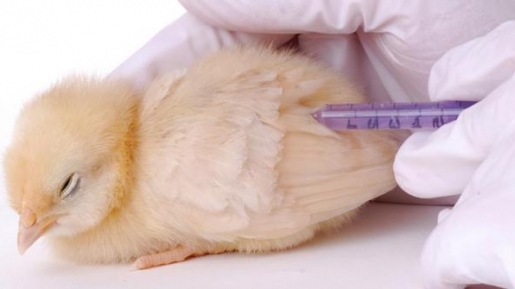 Flu Burung Mewabah? Ini Pentingnya Lakukan Vaksinasi