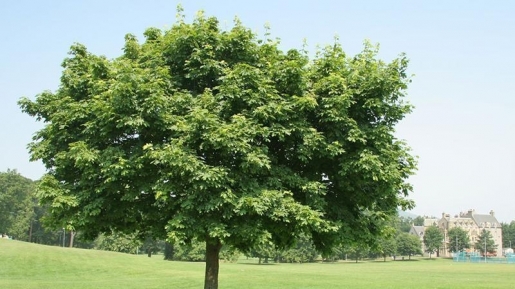 Fakta Alkitab Mengenal Pohon  Ara  yang Dikutuk Yesus dalam 