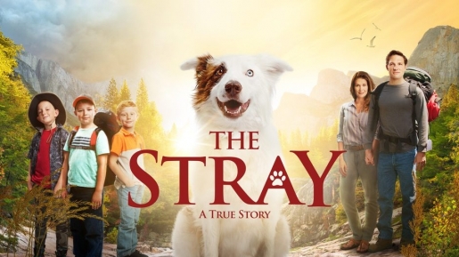 Bingung Akhir Pekan Ngapain? Film The Stray Ini Siap Warnai Pekanmu