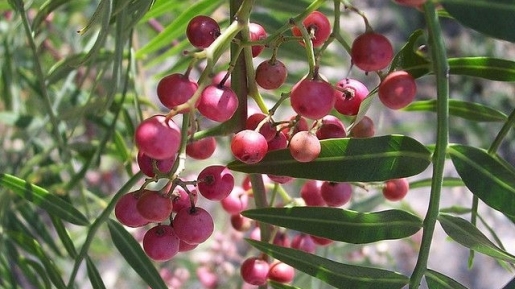 Kayak Buah Terlarang Aja, 5 Buah Ini Kalau Dimakan Bisa Mematikan Loh!