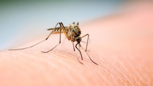 Musim Kemarau Bikin Nyamuk Merajalela di Rumah? Usir Dengan 10 Cara Sederhana Ini…