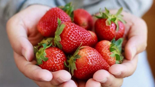 Buat yang Pengen Hilangkan Lemak Tubuh, Coba Konsumsi Strawberry Dengan Cara Ini…
