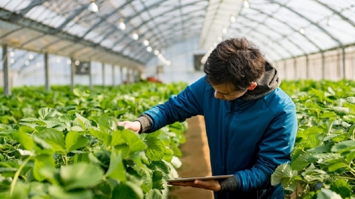 4 Top Bisnis Pertanian yang Hasilkan Keuntungan Besar, Mau Coba Gak?