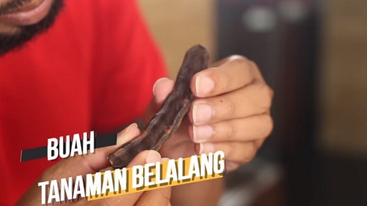 Fakta Alkitab Jenis Belalang Apa Yang Menjadi Makanan 