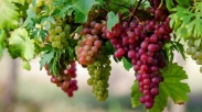 Anggur, Mukjizat dan Kemuliaan