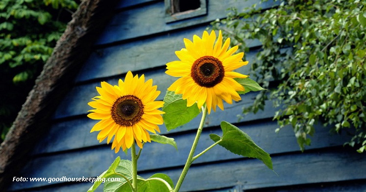 The Philosophy of Sunflower