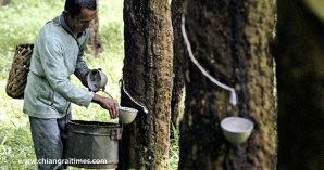 Berkat untuk Anak Pengambil Getah Karet