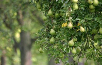 A Tree and Its Fruit