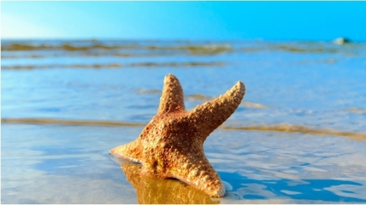 Anak Pantai dan Bintang Laut