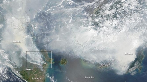 Pemerintah Kalteng Ternyata Beri Izin untuk Bakar Hutan