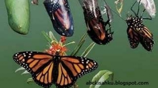 Jangan Takut Dengan Perubahan, Karena Kupu-kupu Yang Indah Bisa Muncul Dari Seekor Ulat