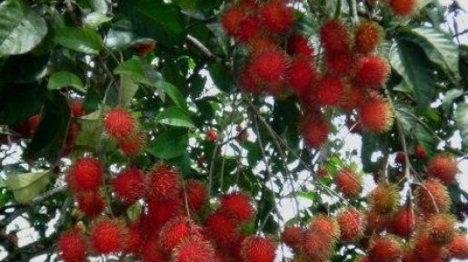 Ternyata Kulit Rambutan Ada Ekstraknya Loh!