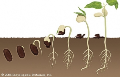 You Are Being Planted, Not Buried