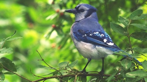 Kisah Burung-burung Yang Tersesat, Inilah Alasan Tuhan Rela Merendahkan Diri Jadi Manusia