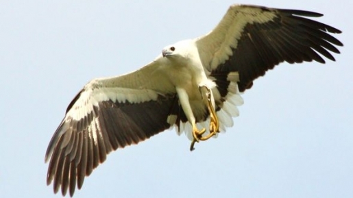 Bagai Burung Rajawali, Kita Harus Selalu Awas Dengan Lingkungan Baru!