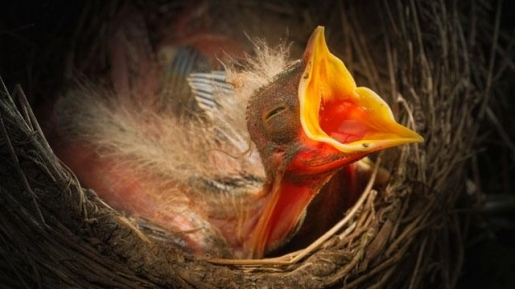 Jangan Takut, Tuhan Menyediakan. Burung di Udara Saja Tuhan Pelihara!