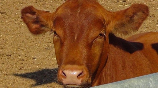 Lembu Merah Yang Sempurna Lahir Di Israel,  Tanda Awal Akhir Zaman Sudah Dekat?