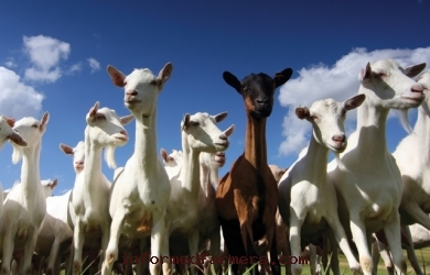 Raup Penghasilan Tambahan dengan Usaha Ternak Kambing